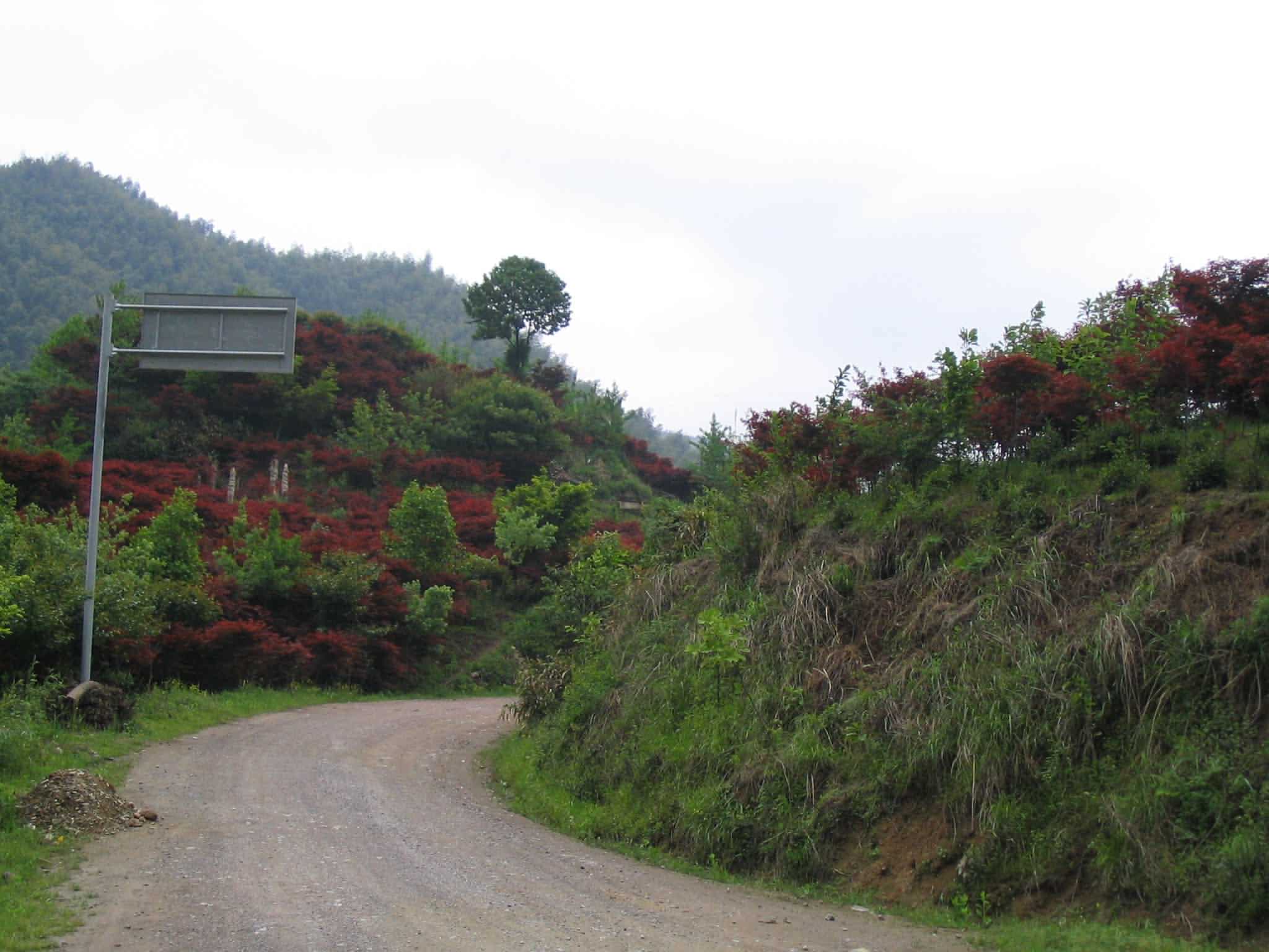 重发去年五五节四明山组图