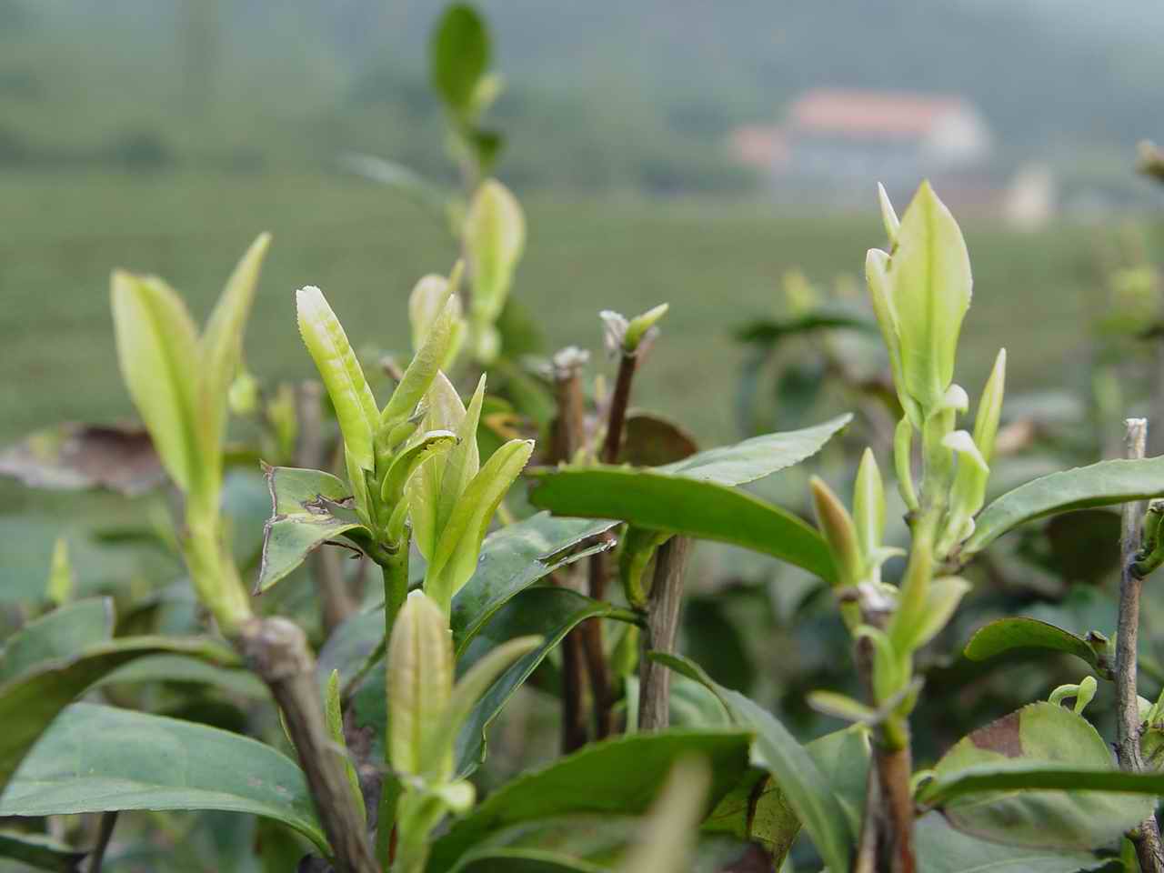 四明山采茶活动大家有兴趣参加吗？