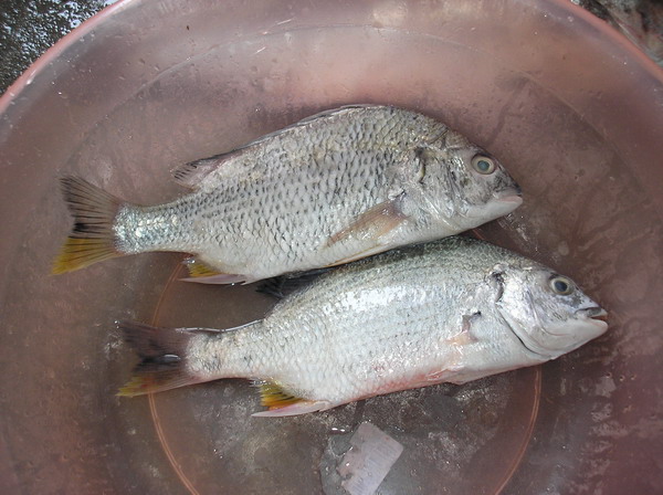 5月5日，今天的美食篇