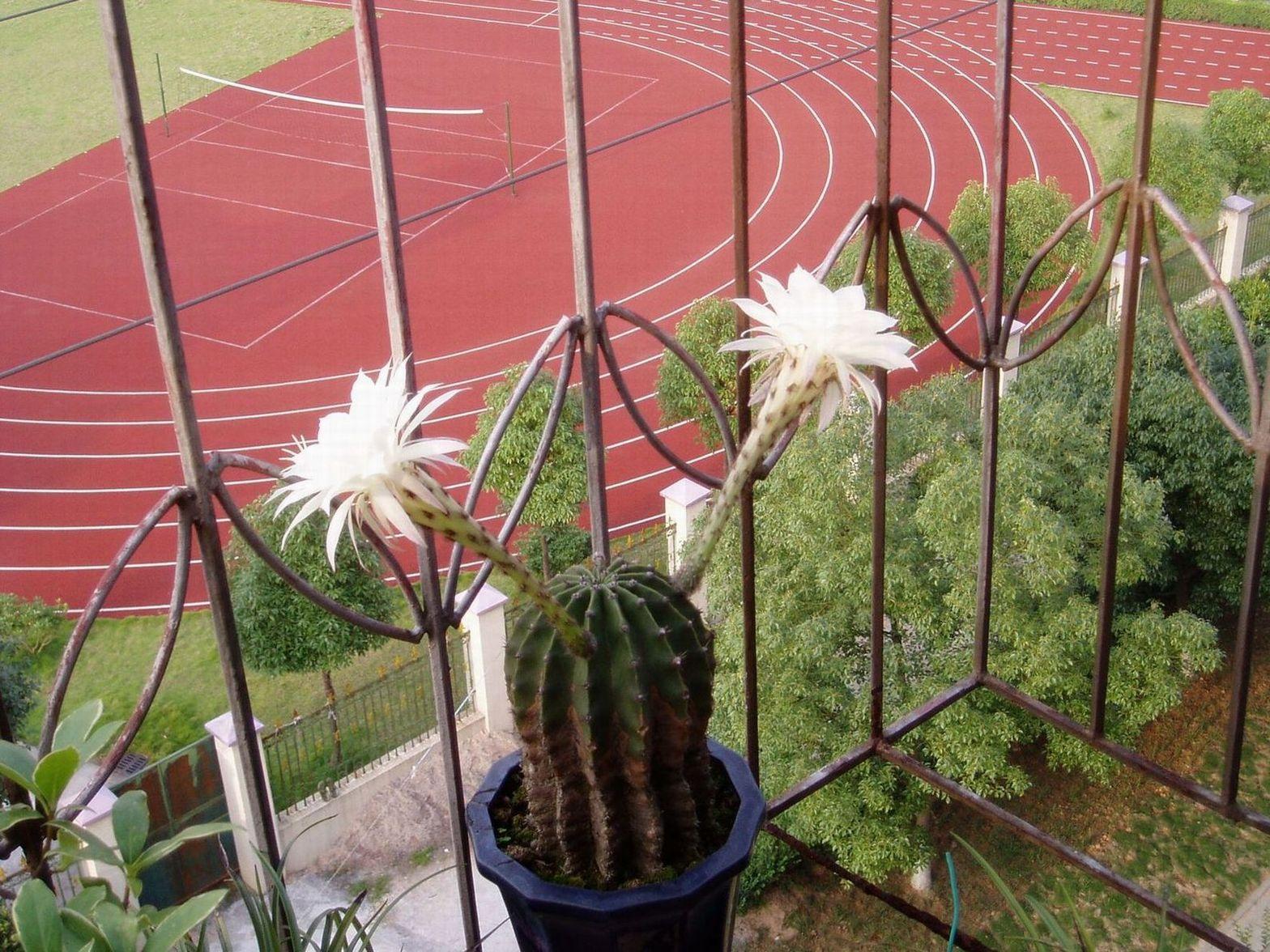 后窗鸟语　前窗花香