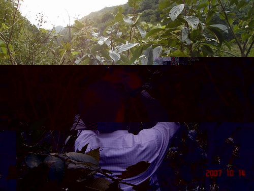 路边的野花不要采，但是野果还是可以采的。。。