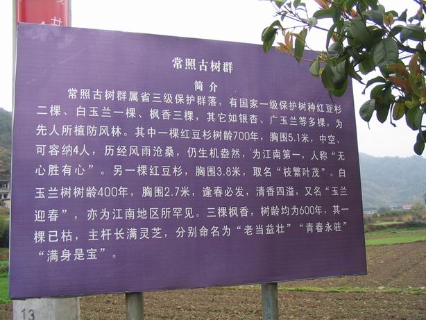 常照古树群简介.JPG
