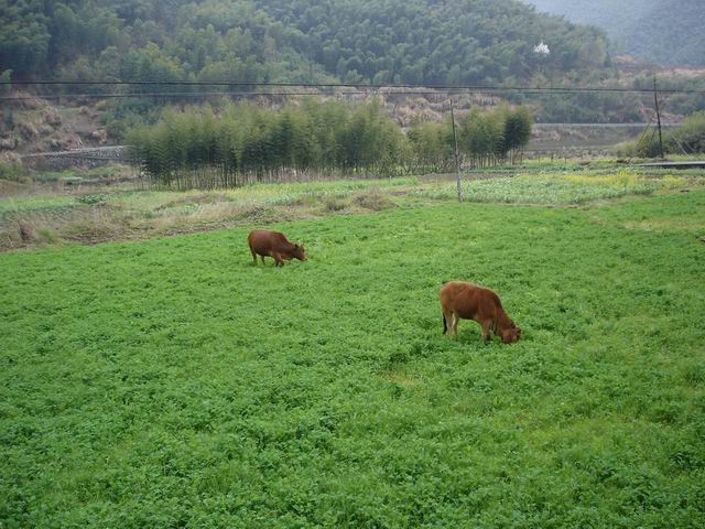 061.JPG