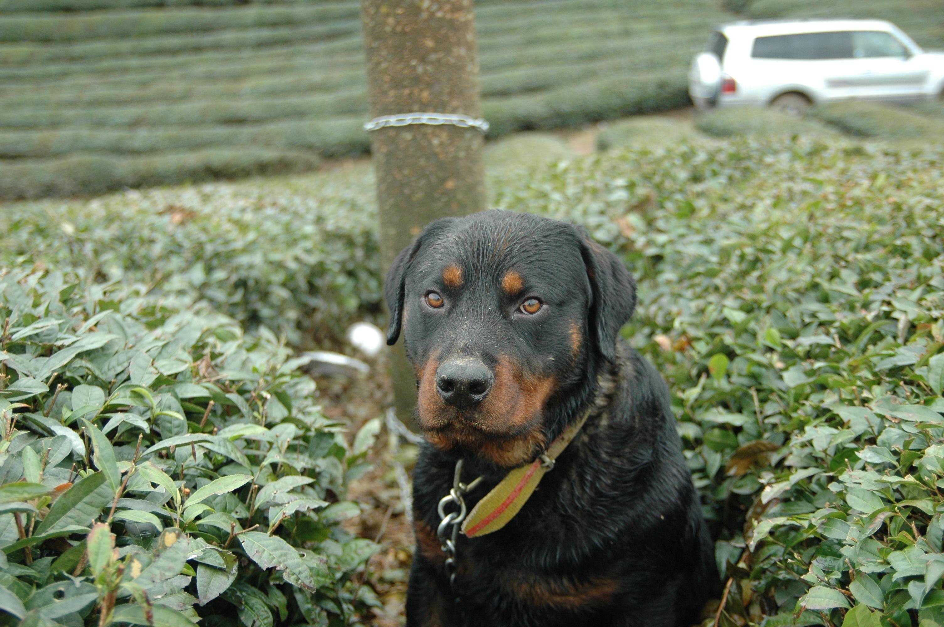 DSC_4342.JPG