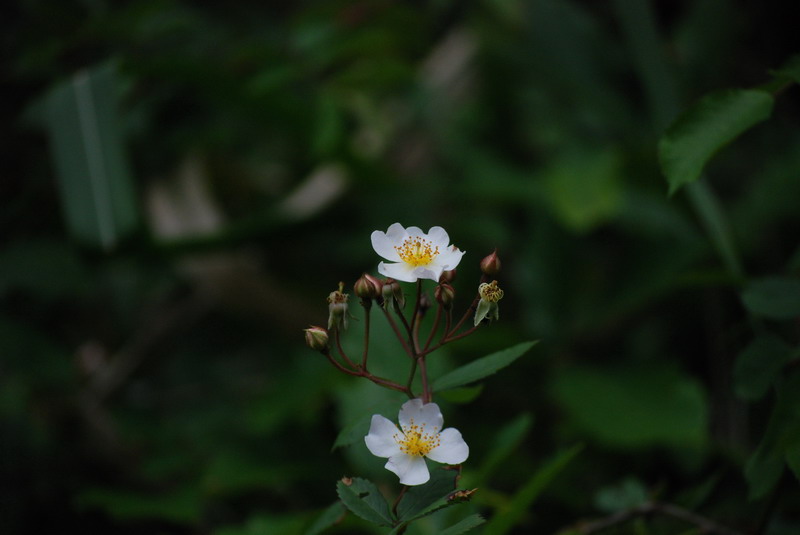 DSC_0531.jpg