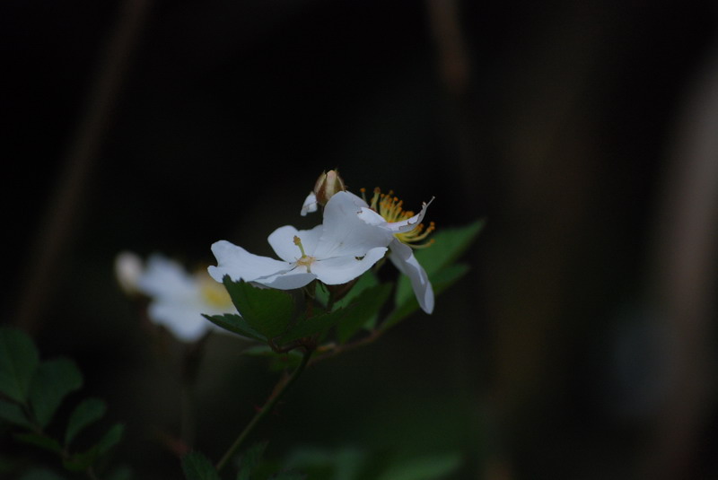 DSC_0528.jpg