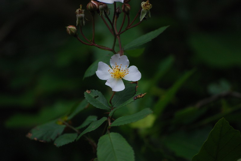 DSC_0534.jpg