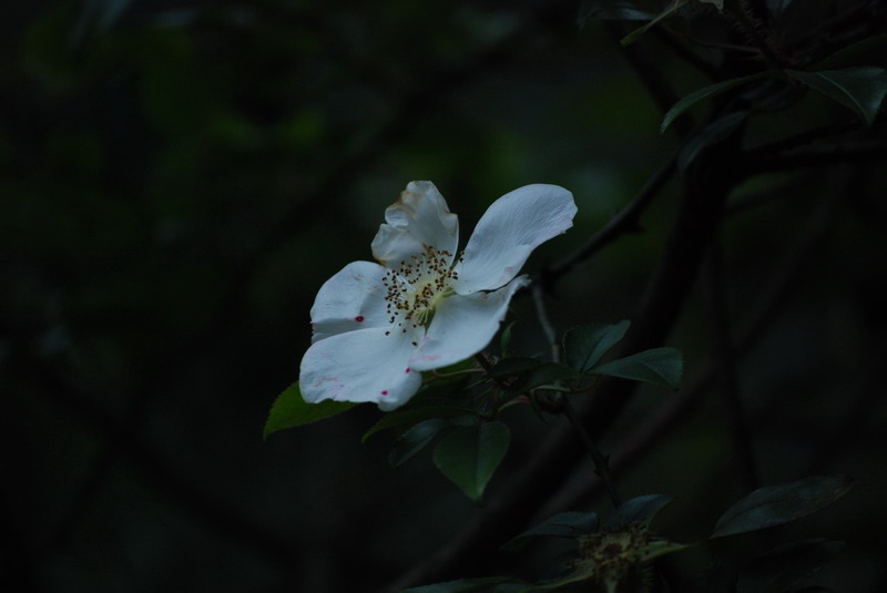 DSC_0647.jpg