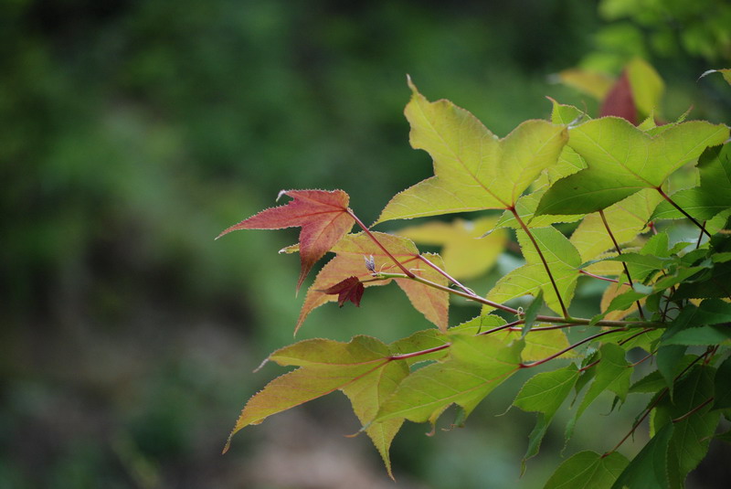 DSC_0618.jpg