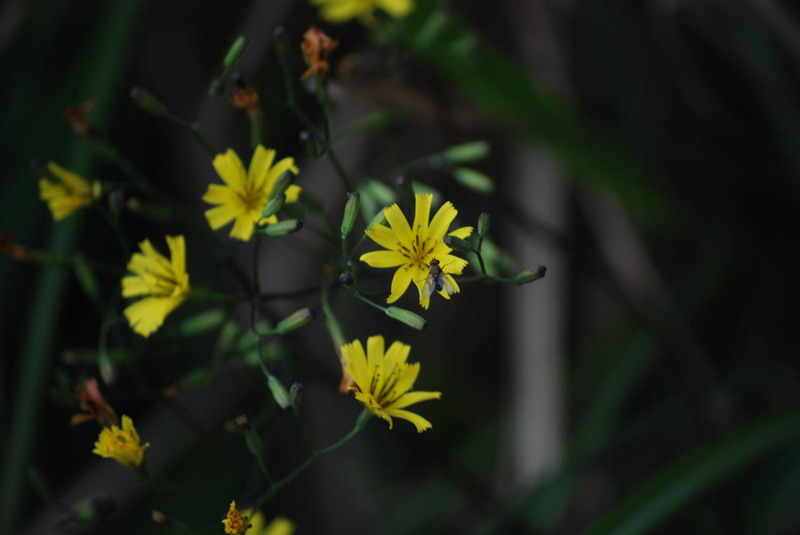 DSC_0662.jpg