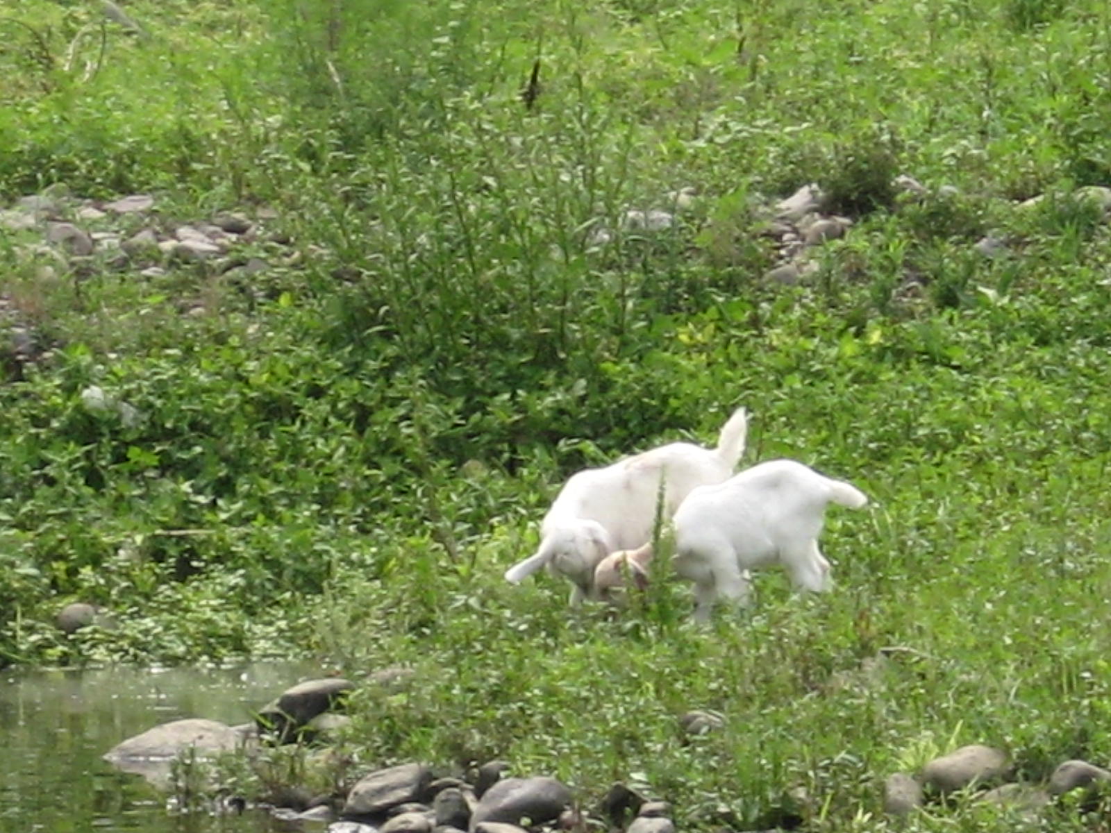 IMG_1394.JPG