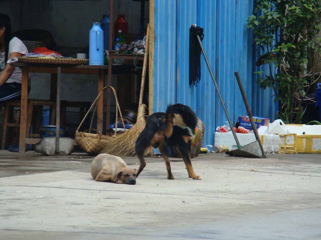 小灰加小黑