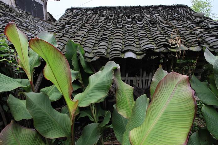 走进浙东第一古树村—-茅镬村03.JPG