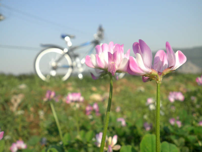 鲜花和我的驴